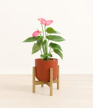 Load image into Gallery viewer, Earth Red stand:bamboo