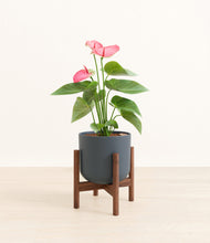 Load image into Gallery viewer, Iron Gray stand:walnut