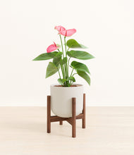 Load image into Gallery viewer, Natural Bamboo stand:walnut