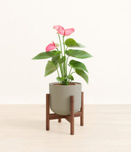 Load image into Gallery viewer, Sage Green stand:walnut