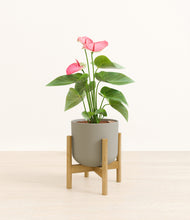 Load image into Gallery viewer, Sage Green stand:bamboo