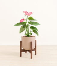 Load image into Gallery viewer, Sandy Pink stand:walnut