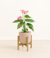 Load image into Gallery viewer, Sandy Pink stand:bamboo