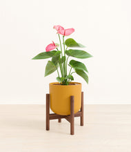 Load image into Gallery viewer, Sunset Orange stand:walnut