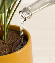 Load image into Gallery viewer, Mustard stand:all