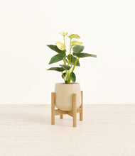 Load image into Gallery viewer, Almond Green stand:bamboo