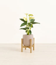 Load image into Gallery viewer, Eternal Grey stand:bamboo