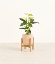 Load image into Gallery viewer, Gentle Pink stand:bamboo