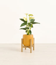 Load image into Gallery viewer, Mustard stand:bamboo