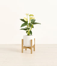 Load image into Gallery viewer, White stand:bamboo