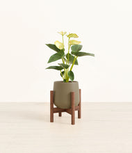 Load image into Gallery viewer, Olive stand:walnut