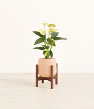 Load image into Gallery viewer, Gentle Pink stand:walnut