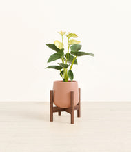 Load image into Gallery viewer, Calm Rose stand:walnut
