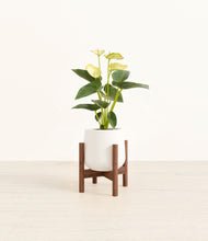 Load image into Gallery viewer, White stand:walnut