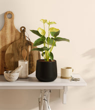 Load image into Gallery viewer, Black