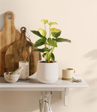 Load image into Gallery viewer, White