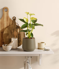 Load image into Gallery viewer, Olive