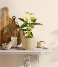 Load image into Gallery viewer, Almond Green