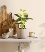 Load image into Gallery viewer, Eternal Gray