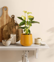 Load image into Gallery viewer, Mustard