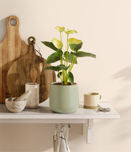 Load image into Gallery viewer, Turquoise