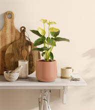 Load image into Gallery viewer, Calm Rose