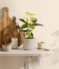 Load image into Gallery viewer, Cotton White