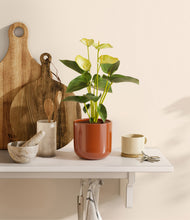 Load image into Gallery viewer, Glossy Red