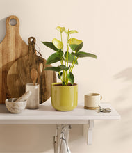 Load image into Gallery viewer, Key Lime Yellow