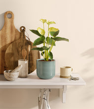 Load image into Gallery viewer, Reactive Aqua