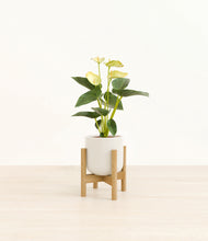 Load image into Gallery viewer, Cotton White stand:bamboo
