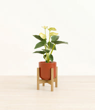 Load image into Gallery viewer, Glossy Red stand:bamboo