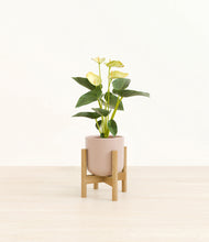 Load image into Gallery viewer, Sandy Pink stand:bamboo