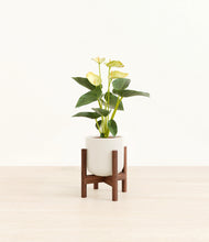 Load image into Gallery viewer, Cotton White stand:walnut