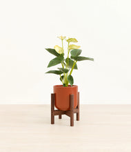 Load image into Gallery viewer, Glossy Red stand:walnut