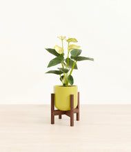 Load image into Gallery viewer, Key Lime Yellow stand:walnut