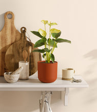 Load image into Gallery viewer, Earth Red