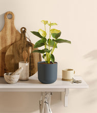 Load image into Gallery viewer, Iron Gray