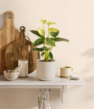 Load image into Gallery viewer, Natural Bamboo