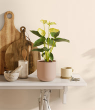 Load image into Gallery viewer, Sandy Pink