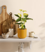 Load image into Gallery viewer, Sunset Orange