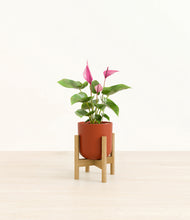Load image into Gallery viewer, Earth Red stand:bamboo
