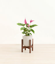 Load image into Gallery viewer, Natural Bamboo stand:walnut