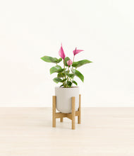 Load image into Gallery viewer, Natural Bamboo stand:bamboo