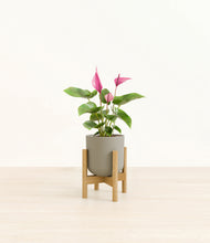 Load image into Gallery viewer, Sage Green stand:bamboo
