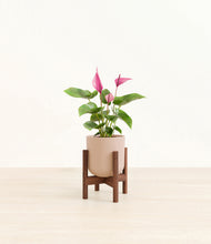 Load image into Gallery viewer, Sandy Pink stand:walnut