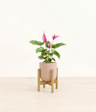 Load image into Gallery viewer, Sandy Pink stand:bamboo