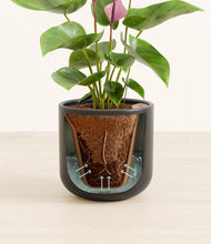 Load image into Gallery viewer, Stone Black stand:all