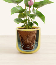 Load image into Gallery viewer, Key Lime Yellow stand:all