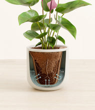 Load image into Gallery viewer, Cotton White stand:all